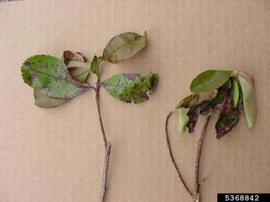 Entomosporium leaf spot (Diplocarpon mespili ) on chokeberry (Photinia x fraseri ) - 5368842