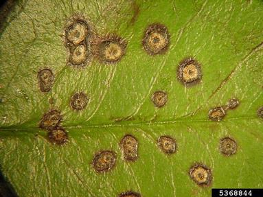 Entomosporium leaf spot (Diplocarpon mespili ) on chokeberry (Photinia x fraseri ) - 5368844