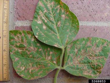 quizalofop-P (  ) on soybean (Glycine max ) - 5368853