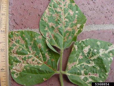 quizalofop-P (  ) on soybean (Glycine max ) - 5368854