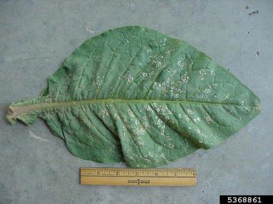 weather fleck (  ) on dark tobacco (Nicotiana tabacum (dark type)) - 5368861