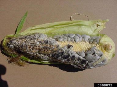 common smut (Ustilago maydis ) on corn (Zea mays ) - 5368873