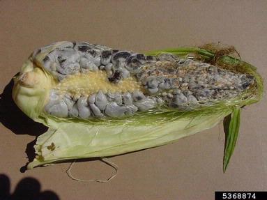 common smut (Ustilago maydis ) on corn (Zea mays ) - 5368874