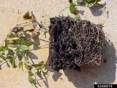 Pythium diseases (Pythium spp. ) on common periwinkle (Vinca minor ) - 5368876