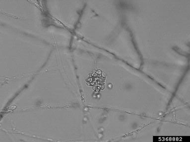Pythium diseases (Pythium spp. ) on burley tobacco (Nicotiana tabacum (burley type)) - 5368882