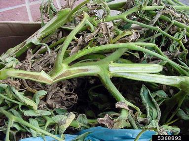 bacterial canker and wilt of tomato (Clavibacter michiganensis ssp. michiganensis) on tomato (Lycopersicon esculentum ) - 5368892