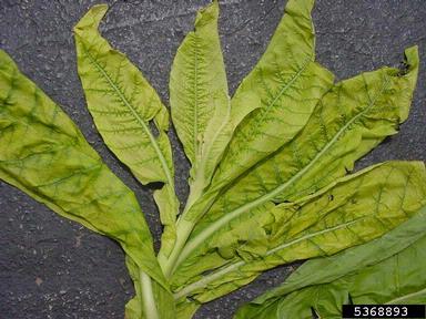 frenching (  ) on burley tobacco (Nicotiana tabacum (burley type)) - 5368893
