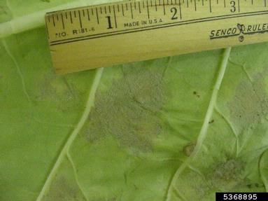 blue mold (Peronospora tabacina ) on burley tobacco (Nicotiana tabacum (burley type)) - 5368895