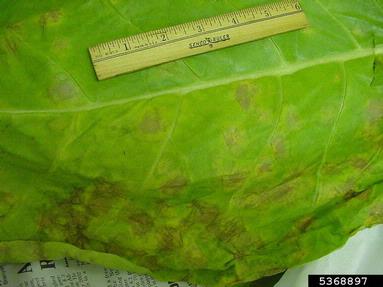 blue mold (Peronospora tabacina ) on burley tobacco (Nicotiana tabacum (burley type)) - 5368897