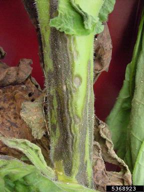 Tomato Spotted Wilt Virus (Tospovirus TSWV ) on dark tobacco (Nicotiana tabacum (dark type)) - 5368923