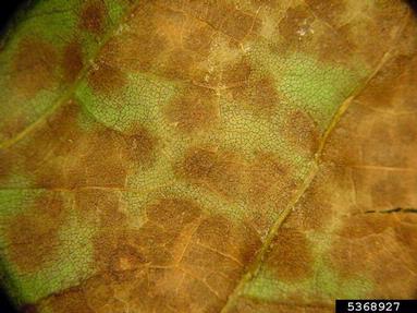 Septoria leaf spot (Septoria platanifolia ) on London planetree (Platanus hybrida ) - 5368927