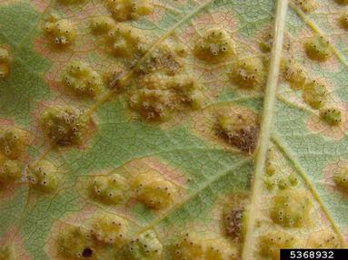 cedar-apple rust (Gymnosporangium juniperi-virginianae ) on apple (Malus domestica ) - 5368932