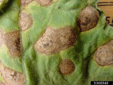 Alternaria leaf blight (Alternaria cucumerina ) on muskmelon (Cucumis melo ssp. melo) - 5368948