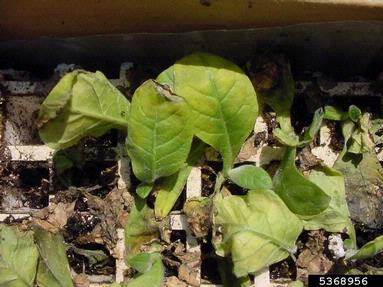 fertilization on dark tobacco (Nicotiana tabacum (dark type)) - 5368956