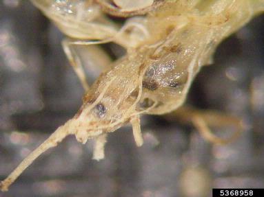 anthracnose (Colletotrichum graminicola ) on creeping bentgrass (Agrostis stolonifera ) - 5368958