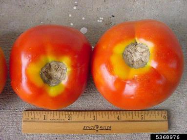 yellow shoulder disorder (  ) on tomato (Lycopersicon esculentum ) - 5368976
