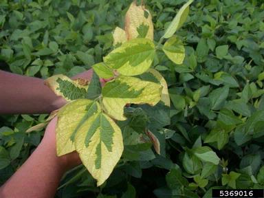 genetic abnormalities (  ) on soybean (Glycine max ) - 5369016