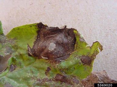 gummy stem blight (vine decline) (Didymella bryoniae ) on watermelon (Citrullus lanatus ) - 5369020