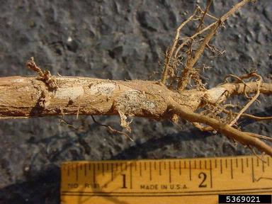 charcoal rot (Macrophomina phaseolina ) on soybean (Glycine max ) - 5369021