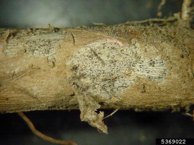 charcoal rot (Macrophomina phaseolina ) on soybean (Glycine max ) - 5369022