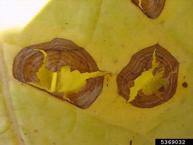 Rhizoctonia damping-off, blight and rot (Rhizoctonia solani ) on burley tobacco (Nicotiana tabacum (burley type)) - 5369032