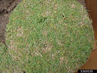 dollar spot (Sclerotinia homoeocarpa ) on creeping bentgrass (Agrostis stolonifera ) - 5369035