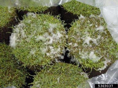 dollar spot (Sclerotinia homoeocarpa ) on creeping bentgrass (Agrostis stolonifera ) - 5369037