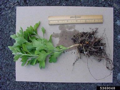 Pythium diseases (Pythium spp. ) on chrysanthemum (Chrysanthemum spp. ) - 5369048