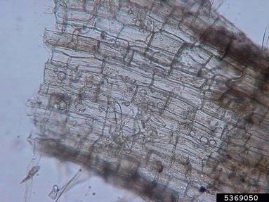 Pythium diseases (Pythium spp. ) on chrysanthemum (Chrysanthemum spp. ) - 5369050