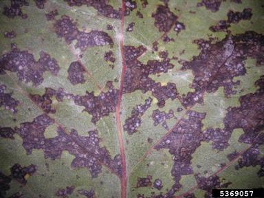Septoria leaf spot and cankers (Septoria spp. ) on aspen/poplar (Populus spp. ) - 5369057