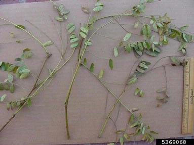 Cercospora fungi (Cercospora spp. ) on thornless honeylocust (Gleditsia triacanthos var. inermis) - 5369068