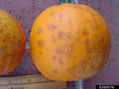 Fusarium damping-off (Fusarium solani ) on gourd (Cucurbita spp. ) - 5369078