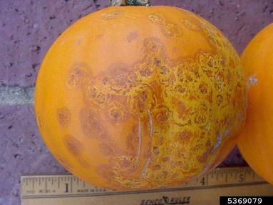Fusarium damping-off (Fusarium solani ) on gourd (Cucurbita spp. ) - 5369079