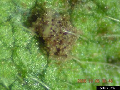 soybean rust (Phakopsora pachyrhizi ) on soybean (Glycine max ) - 5369094