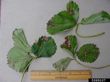 strawberry leaf spot (Mycosphaerella fragariae ) on strawberry (Fragaria x ananassa ) - 5369107