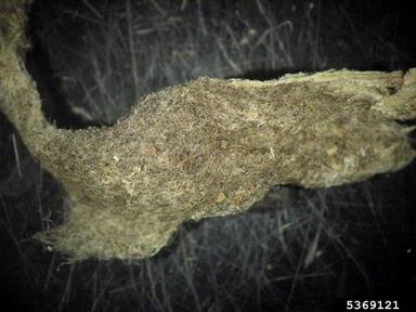 Rhizopus soft rots (Rhizopus spp. ) on tomato (Lycopersicon esculentum ) - 5369121
