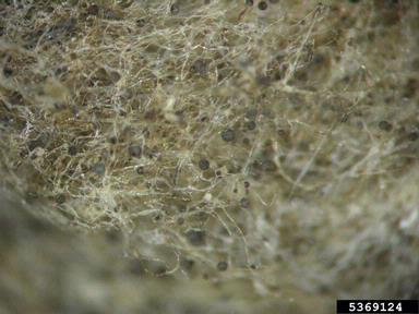Rhizopus soft rots (Rhizopus spp. ) on tomato (Lycopersicon esculentum ) - 5369124