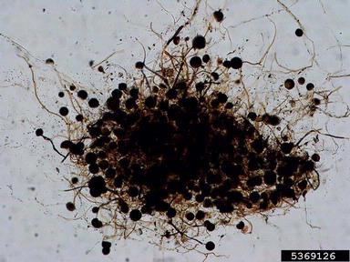 Rhizopus soft rots (Rhizopus spp. ) on tomato (Lycopersicon esculentum ) - 5369126