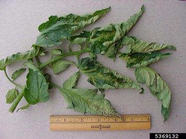 edema (  ) on tomato (Lycopersicon esculentum ) - 5369132
