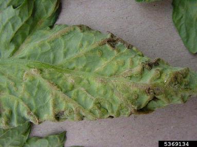 edema (  ) on tomato (Lycopersicon esculentum ) - 5369134
