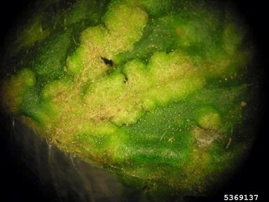 edema (  ) on tomato (Lycopersicon esculentum ) - 5369137