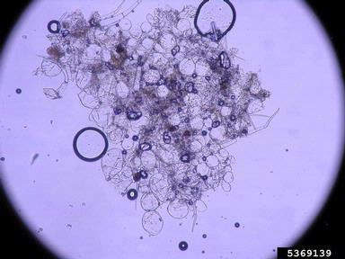 edema (  ) on tomato (Lycopersicon esculentum ) - 5369139