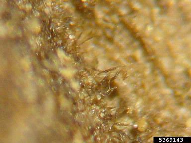 early blight (Alternaria solani ) on tomato (Lycopersicon esculentum ) - 5369143