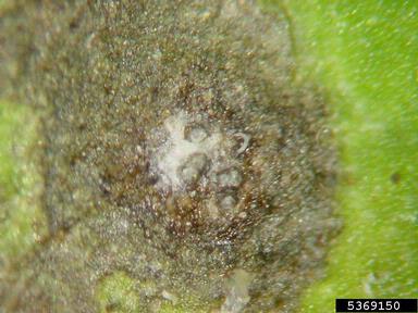 Septoria leaf spot (Septoria lycopersici ) on tomato (Lycopersicon esculentum ) - 5369150