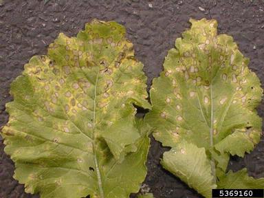 Cercosporella leaf spots (Cercosporella spp. ) on birdsrape mustard (Brassica rapa ) - 5369160