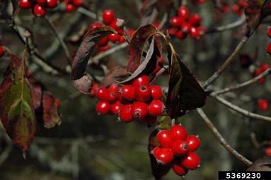 flowering dogwood, Cornus florida  (Cornales: Cornaceae) - 5369230