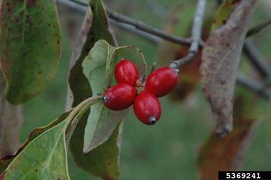 flowering dogwood, Cornus florida  (Cornales: Cornaceae) - 5369241