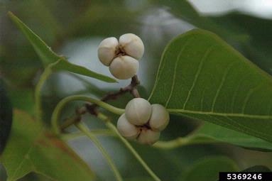 Chinese tallowtree, Triadica sebifera  (Euphorbiales: Euphorbiaceae) - 5369246