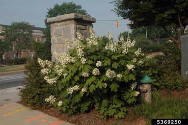 oakleaf hydrangea, Hydrangea quercifolia  (Rosales: Hydrangeaceae) - 5369250