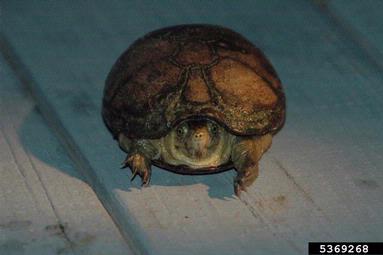 mud turtles, Kinosternon spp.  (Testudines: Kinosternidae) - 5369268